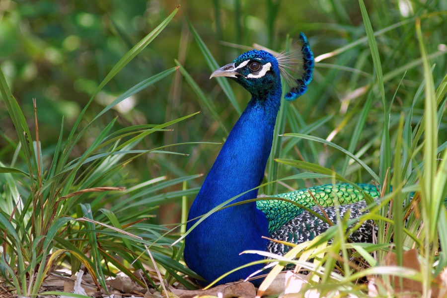 Indian Peacock sitting in bushes