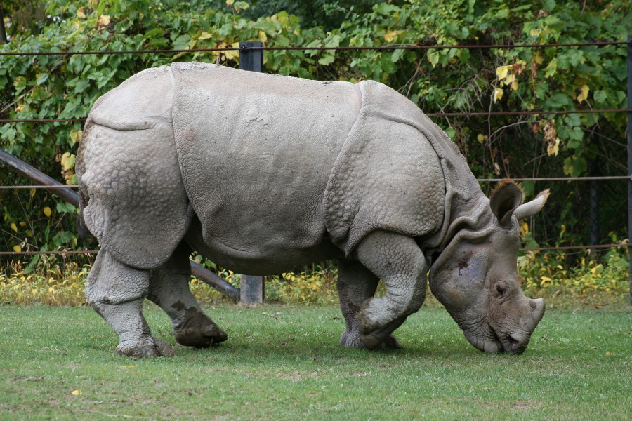 Indian Rhino (Rhinoceros unicornis)1 - Relic38