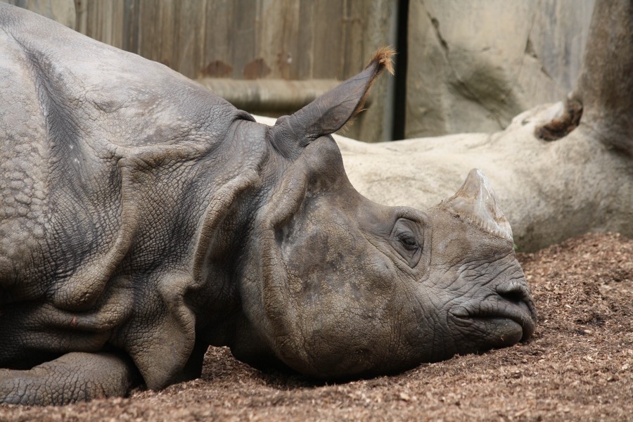 Indian rhinoceros in San Diego Zoo