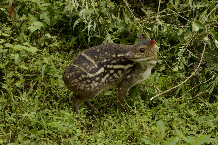 Indian spotted chevrotain Moschiola indica Mouse deer from the Anaimalai hills DSC9927 03