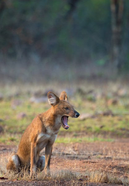 Indian Wild Dog a.k.a Dhole