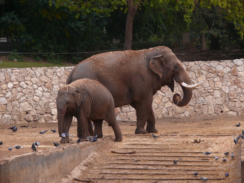 IndianElephant-SRG001