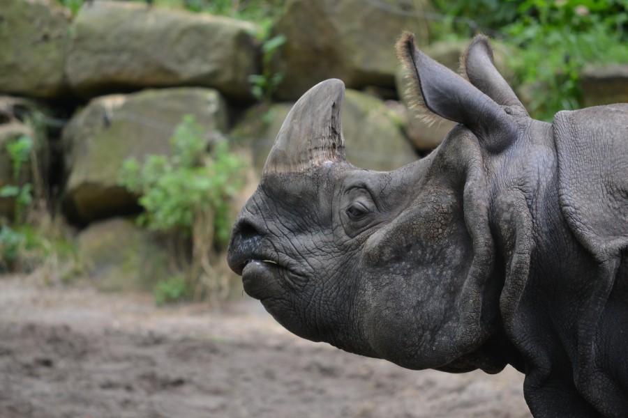 Indische neushoorn (7468639508) (2)