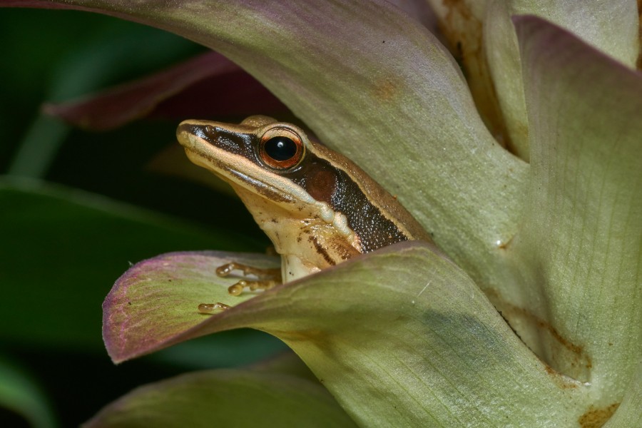 Indosylvirana urbis-Kadavoor-2017-05-05-002