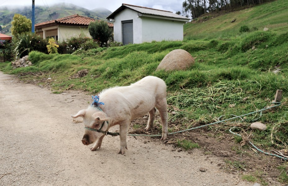 Ingapirca roadside pig