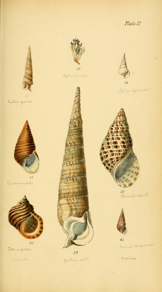 Initiamenta conchologica, or, Elements of conchology (Plate 12) (9082902711)