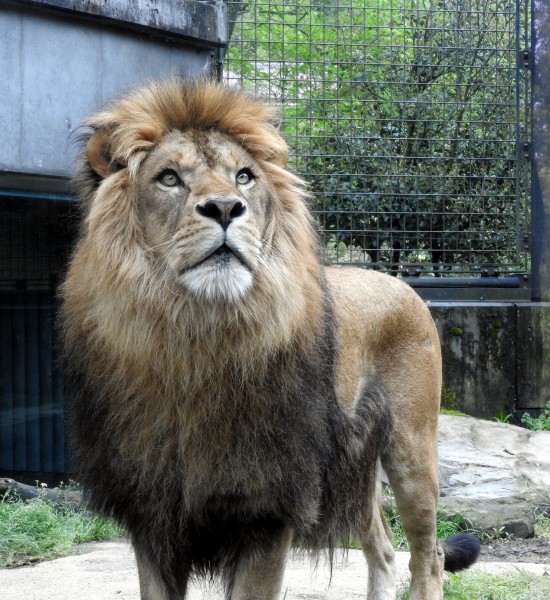 Ishikawa Zoo - Animals - 06 - 2016-04-22