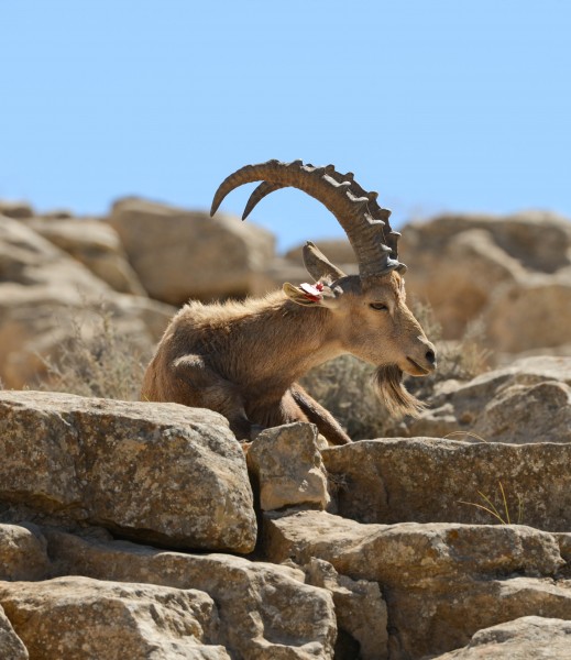 Israel-2013-Makhtesh Ramon 02 (Ibex)