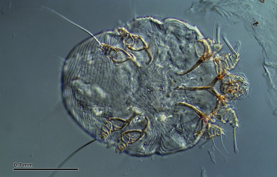Itch mite (247 32A)