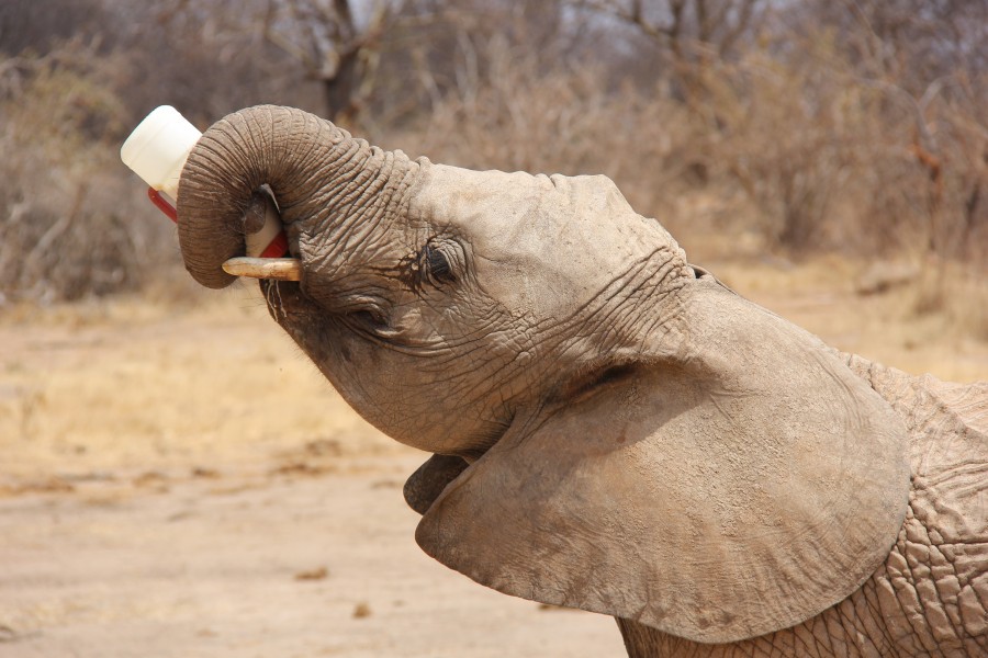 Ivory Orphans of Kenya 2013 (14721468929)