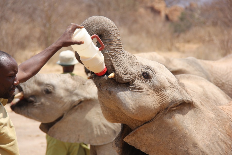 Ivory Orphans of Kenya 2013 (14721473800)