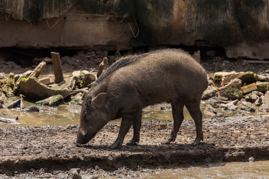 Jabalí (Sus scrofa), Zoo de Ciudad Ho Chi Minh, Vietnam, 2013-08-14, DD 01