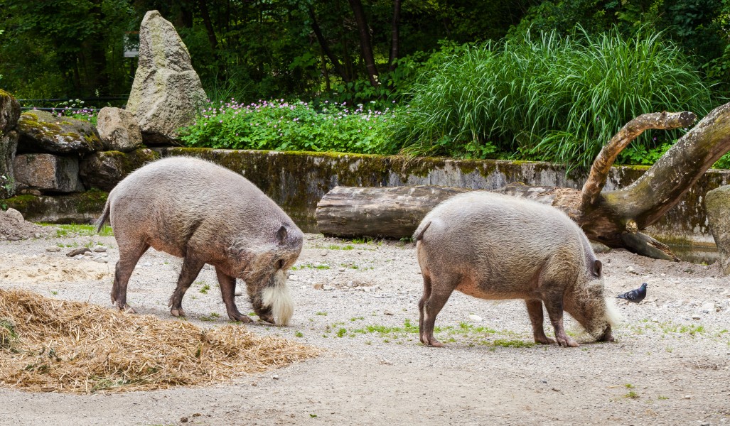 Jabalí barbudo (Sus barbatus), Tierpark Hellabrunn, Múnich, Alemania, 2012-06-17, DD 01