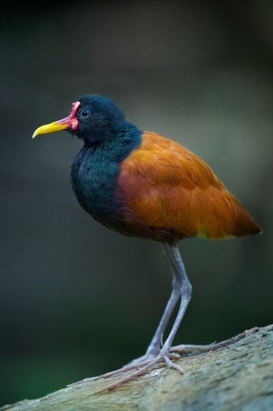 Jacana jacana -Cleveland Metroparks Zoo, Ohio, USA-8a