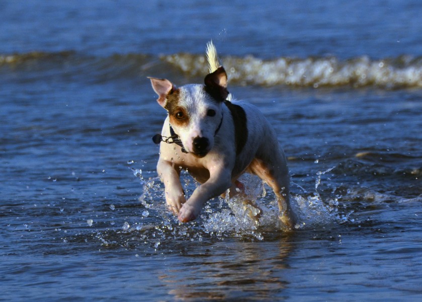 Jack Russell Terrier Eddi in the Sea