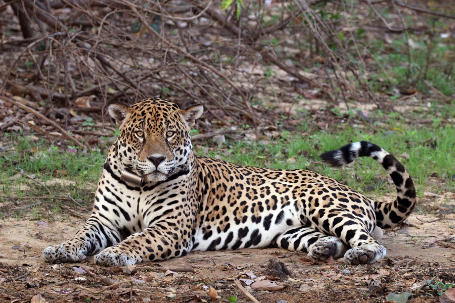 Jaguar (Panthera onca palustris) male Rio Negro