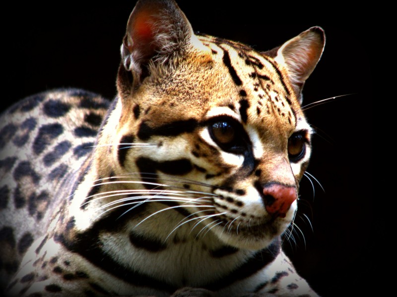 Jaguatirica ou Gato do mato
