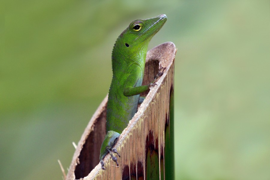 Jamaican giant anole (Anolis garmani) juvenile