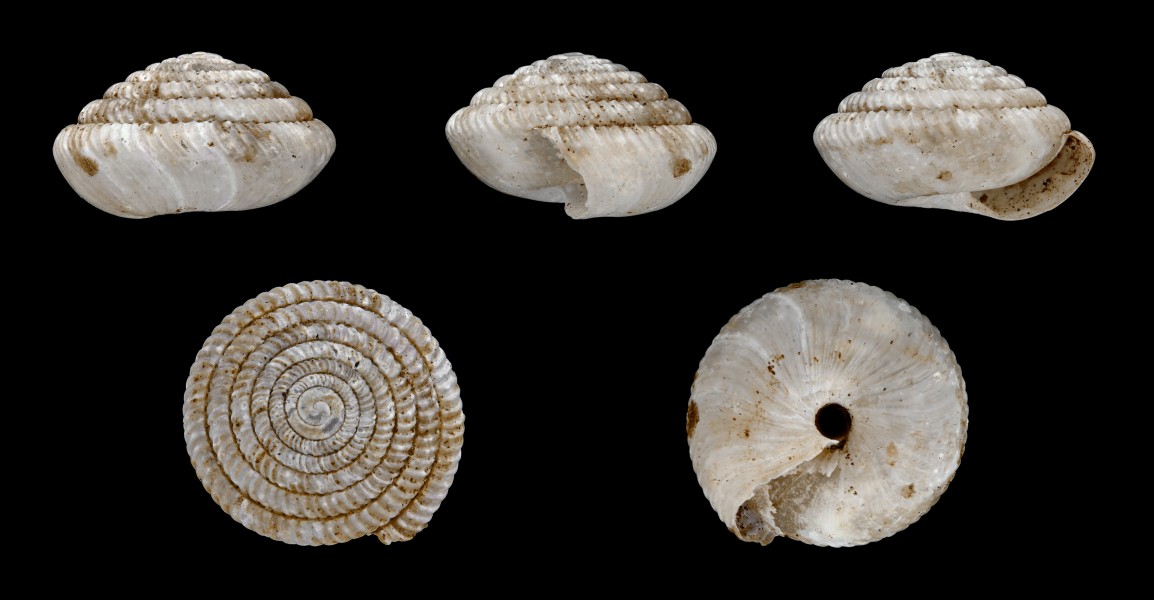 Janulus stephanophorus 01