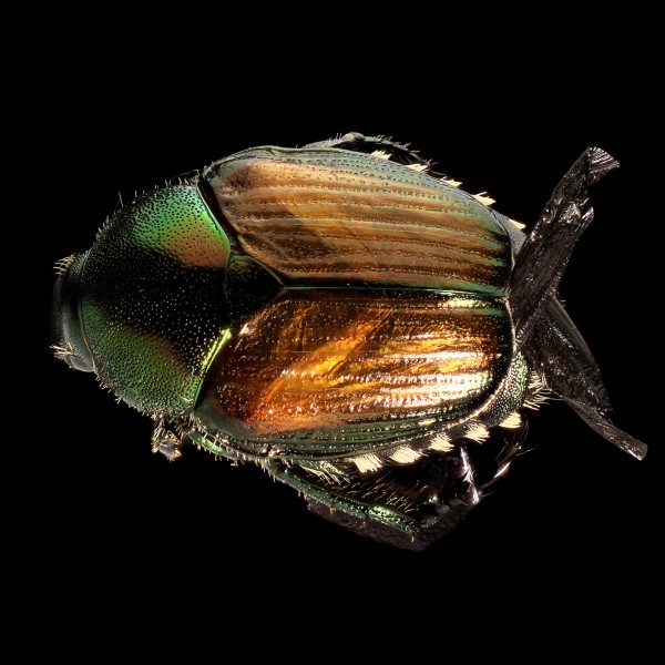 Japanese Beetle (Popillia japonica) (14276918237)