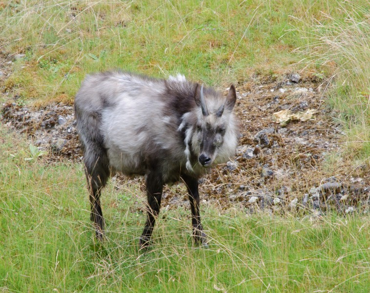 Japanese serow - Berlin zoo