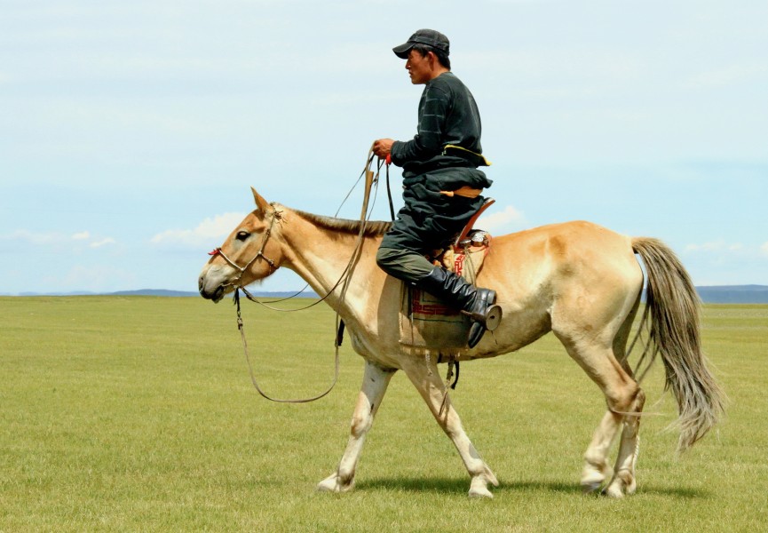 Jeździec na stepie na lokalnym festiwalu Naadam (01)