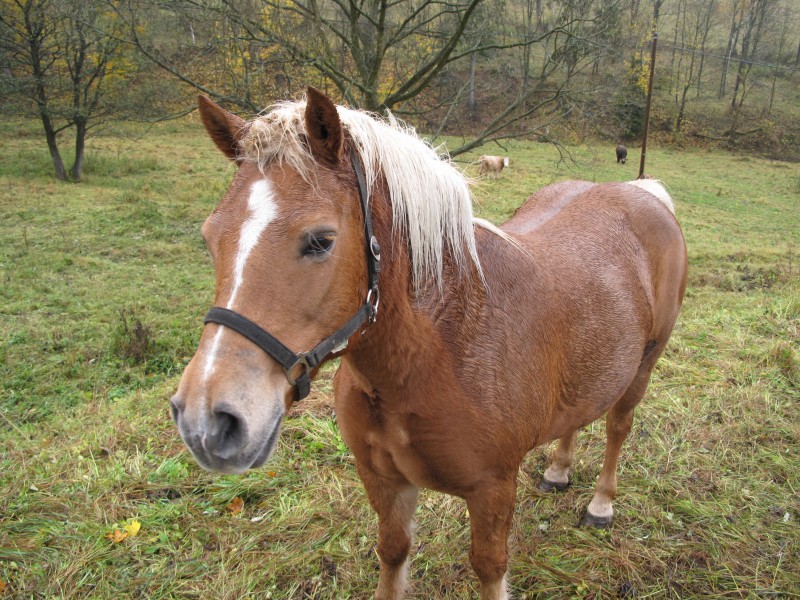 Jelení (Holčovice), kůň