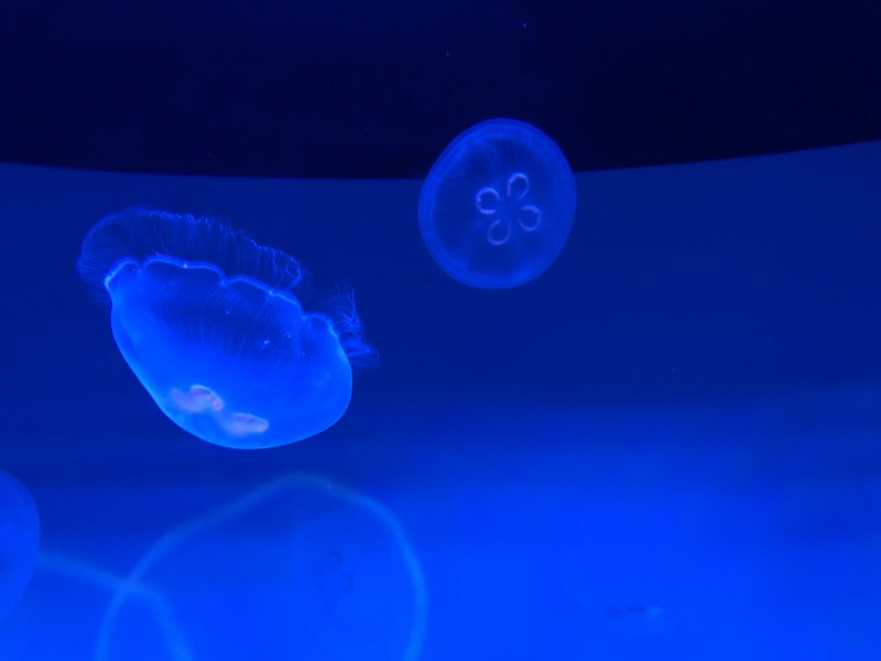 Jellyfish in Sumida Aquarium3 20180215
