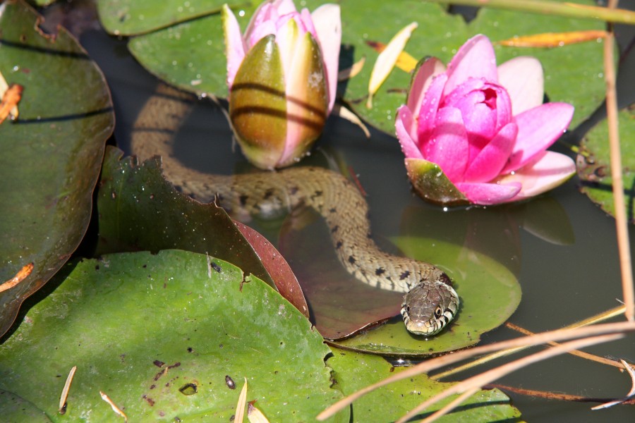 Jeune couleuvre Natrix natrix