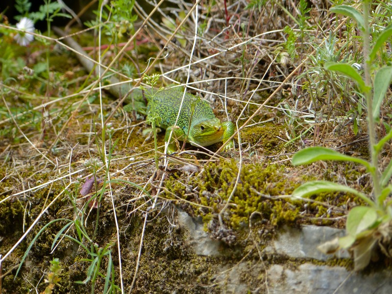 Jewelled Lizard (Timon lepidus) female (14152240667)