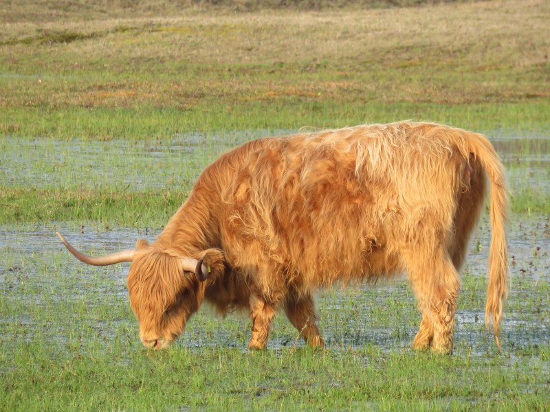 Jibea vache highland wasmeer 2016 02