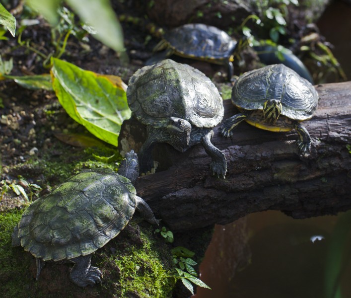 Jicotea elegante (Trachemys scripta elegans), Jardín Botánico de Múnich, Alemania, 2013-01-27, DD 01