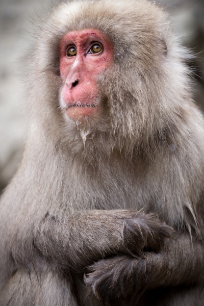 Jigokudani Contemplation (14190057604)