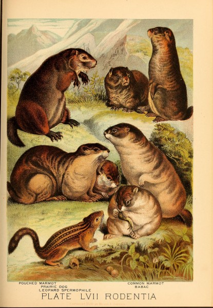 Johnson's household book of nature (7268694930)