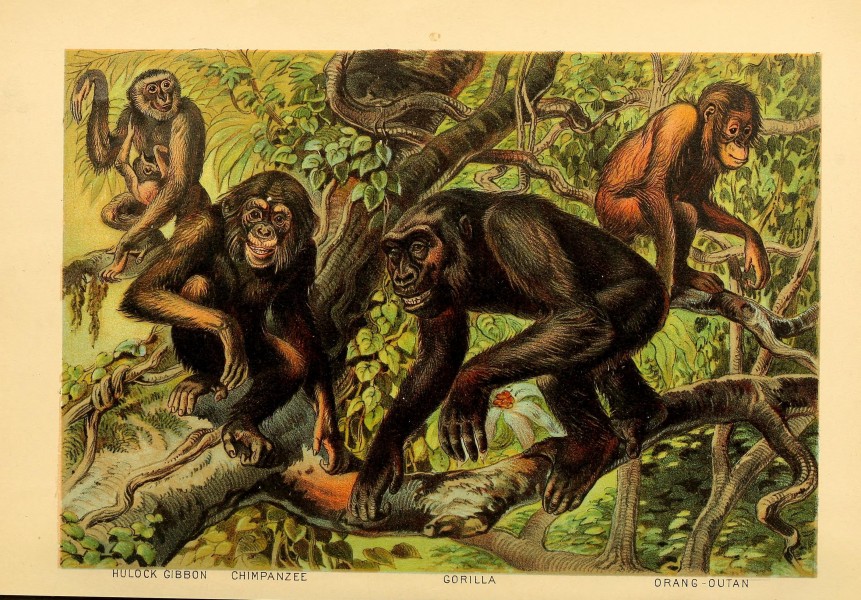 Johnson's household book of nature (Plate I) (7268619716)