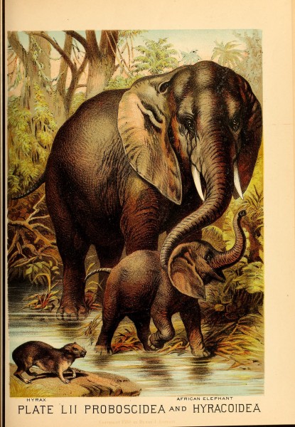 Johnson's household book of nature (Plate LII) (7268685688)