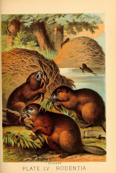 Johnson's household book of nature (Plate LV) (7268690426)