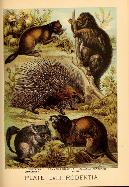 Johnson's household book of nature (Plate LVIII) (7268697684)