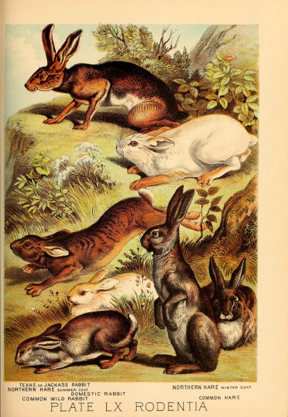 Johnson's household book of nature (Plate LX) (7268702500)