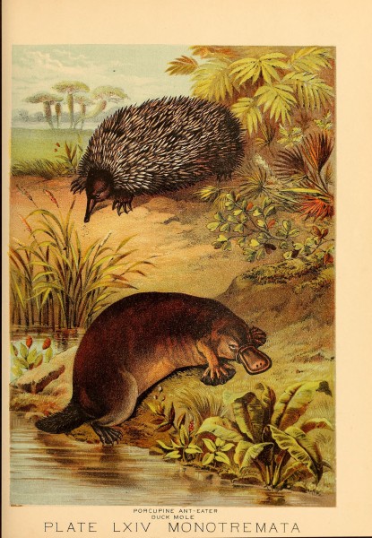 Johnson's household book of nature (Plate LXIV) (7268710608)
