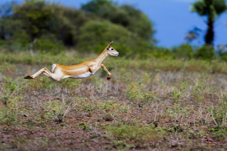 Jumping Blackbuck