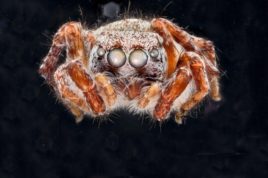 Jumping Spider 1, M, face, 2012-10-17-11.16 (8098038316)