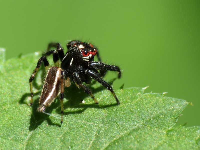 Jumping Spider (14216352128)
