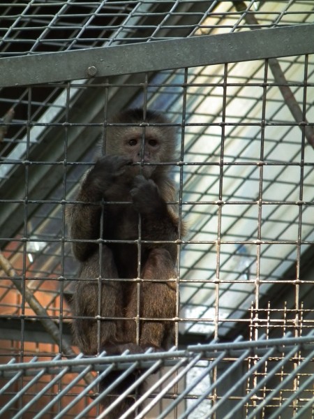 Junger Kapuziner Tierpark Walldorf