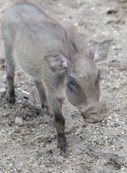 Junges-Warzenschwein-Zoo-Muenster-2013