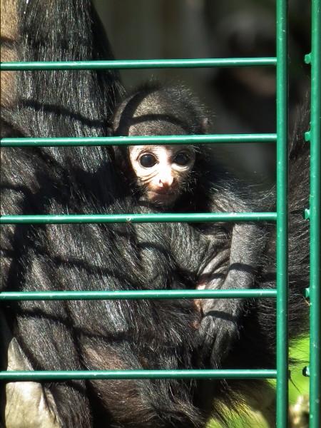 Jungtier Braunkopfklammeraffe Zoo Landau