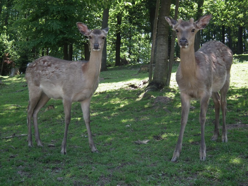 Jungtiere