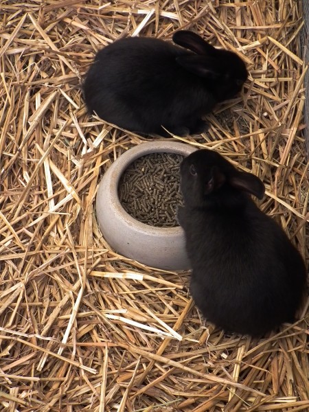 Jungtiere Kleinsilber Kaninchen
