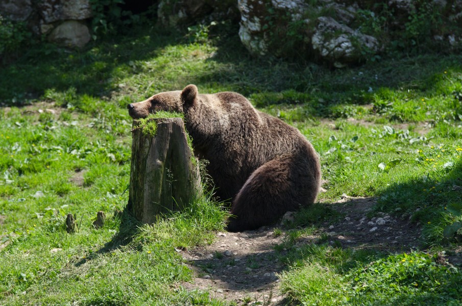 Juraparc 06-07-2013 - Bear resting