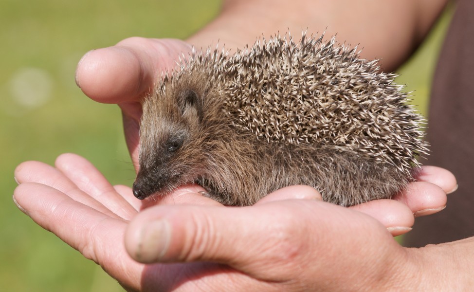Juvenile Erinaceus europaeus kallerna